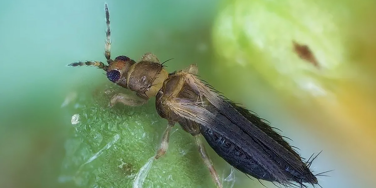 Almería, i peperoni sotto assedio: Thrips Parvispinus e ragnetto rosso devastano le colture